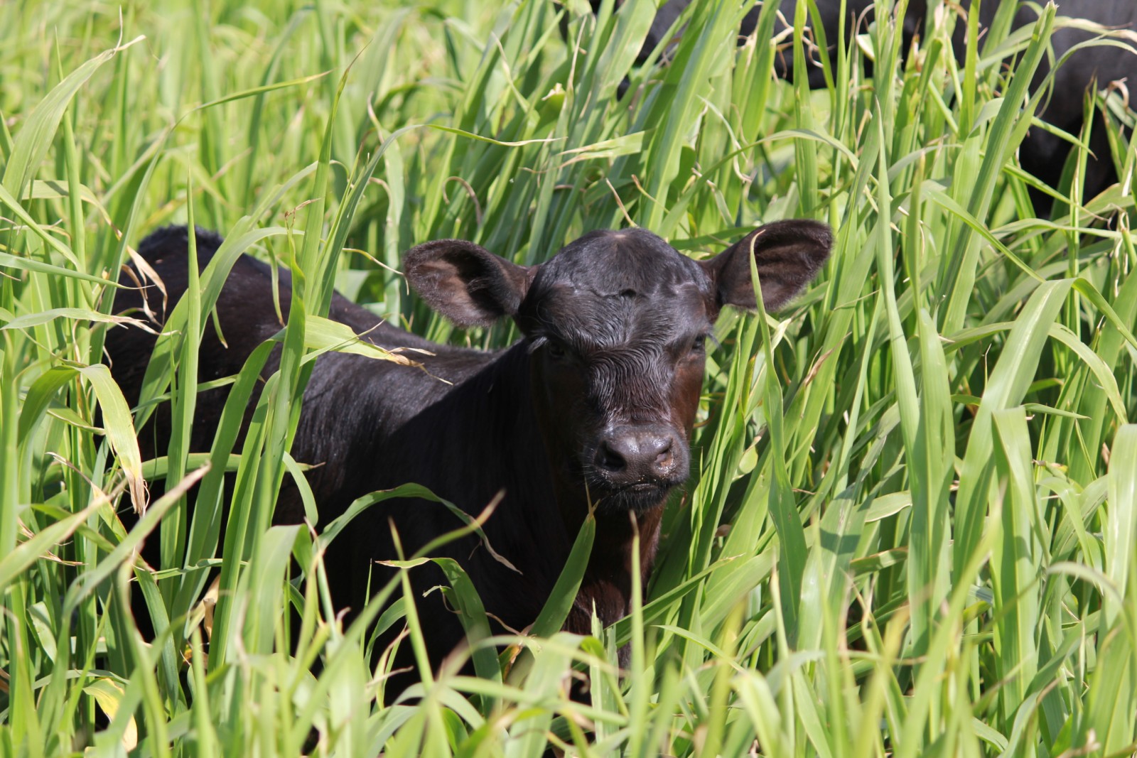 Newborn Angus calf in long grass