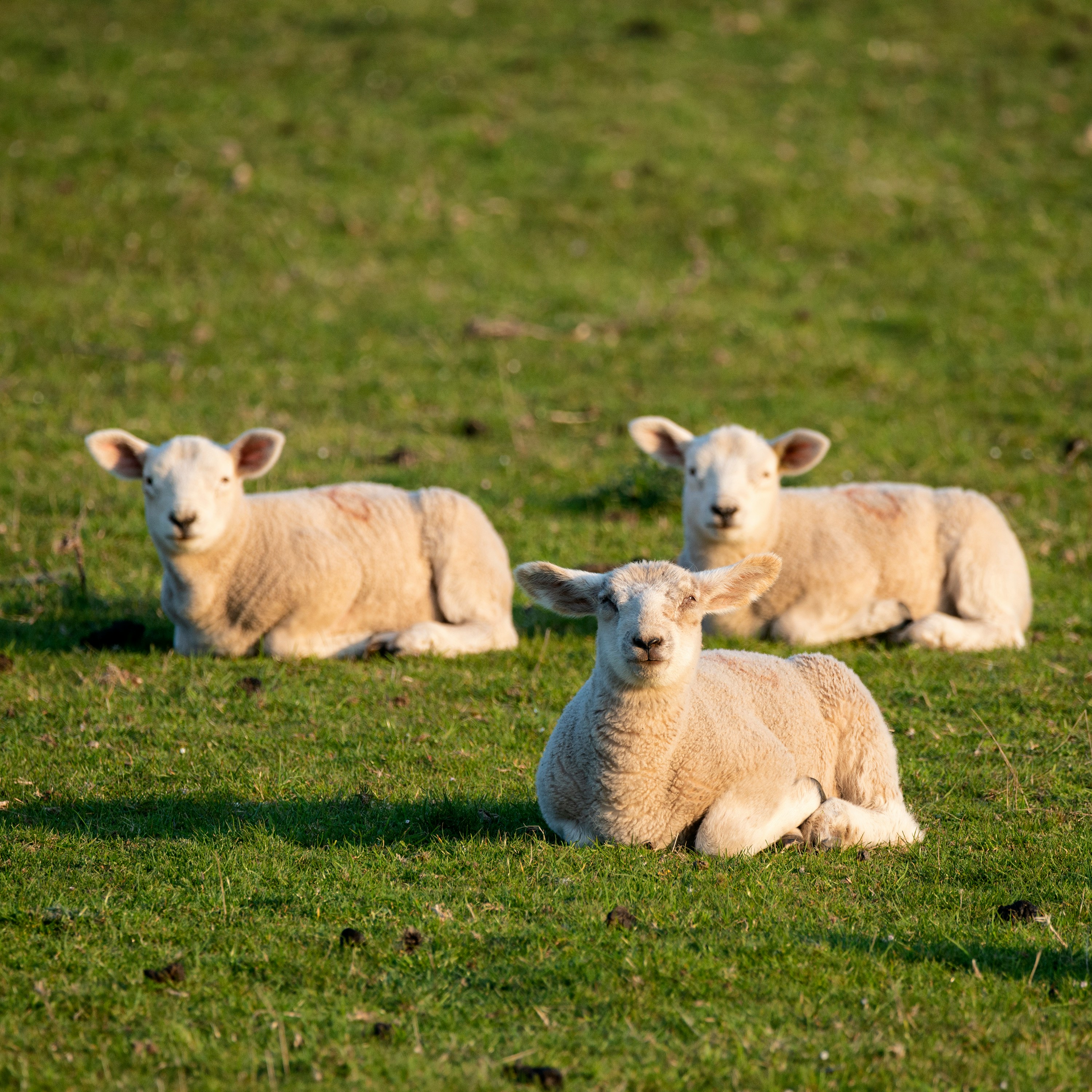Three lambs on green grass