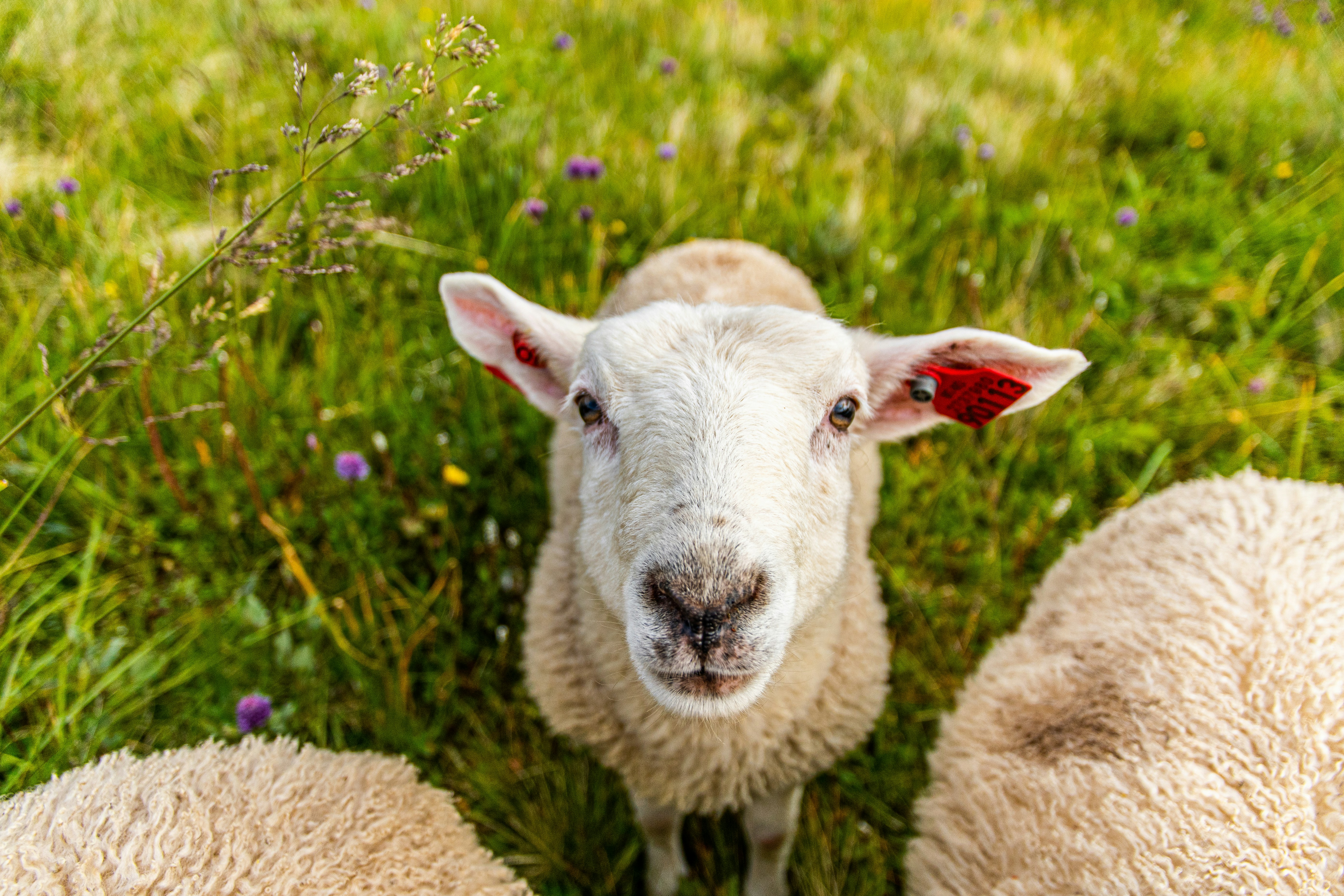 Lamb with ear tag