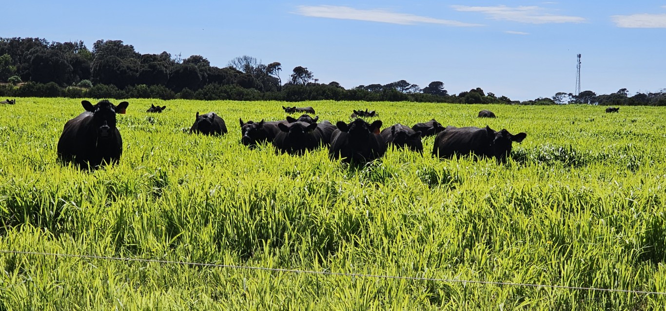 Angus cattle in millet crop on Phillip Island