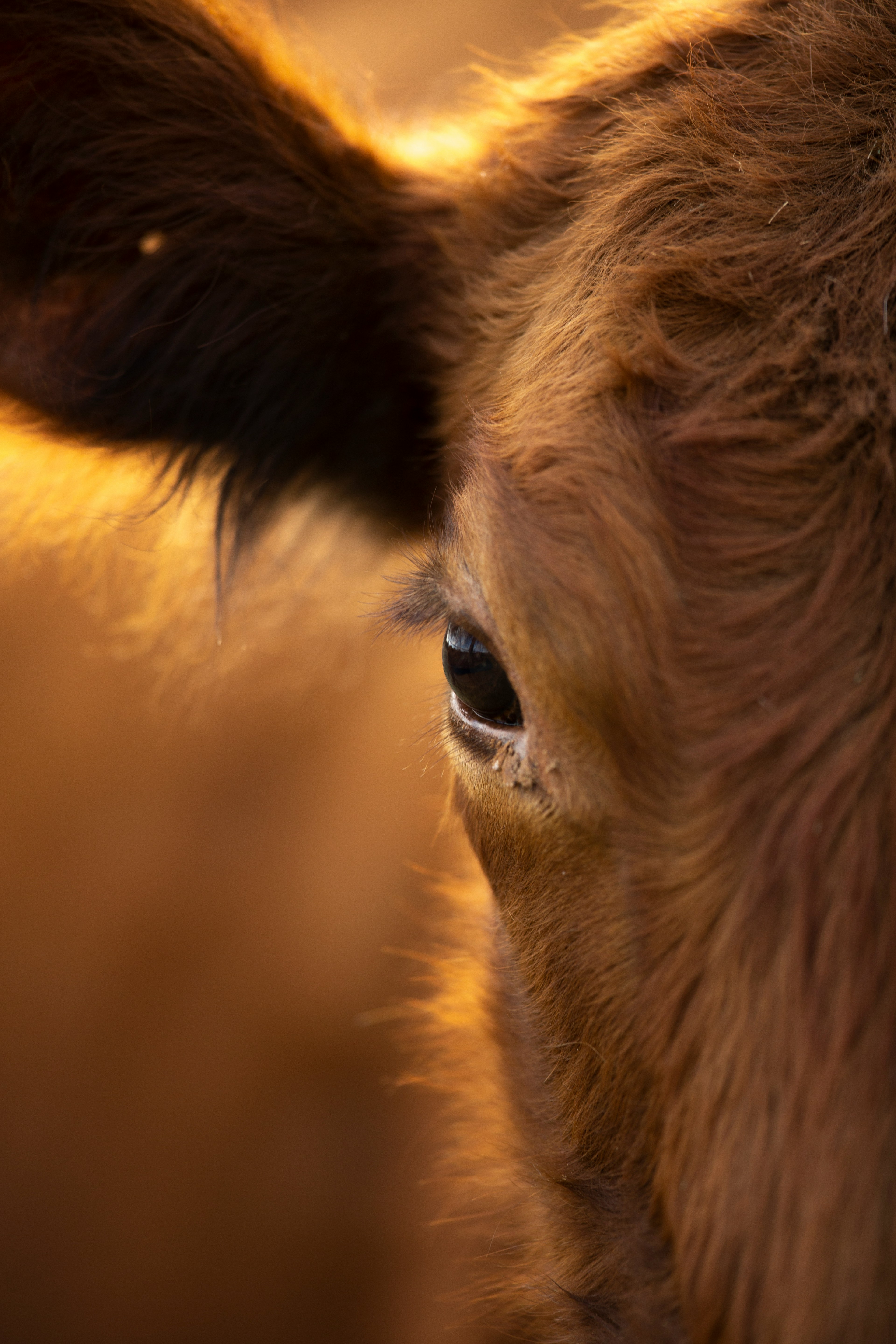 Calf at golden hour
