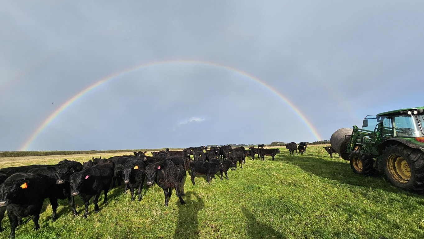Angus cattle mob under a full rainbow on Phillip Island