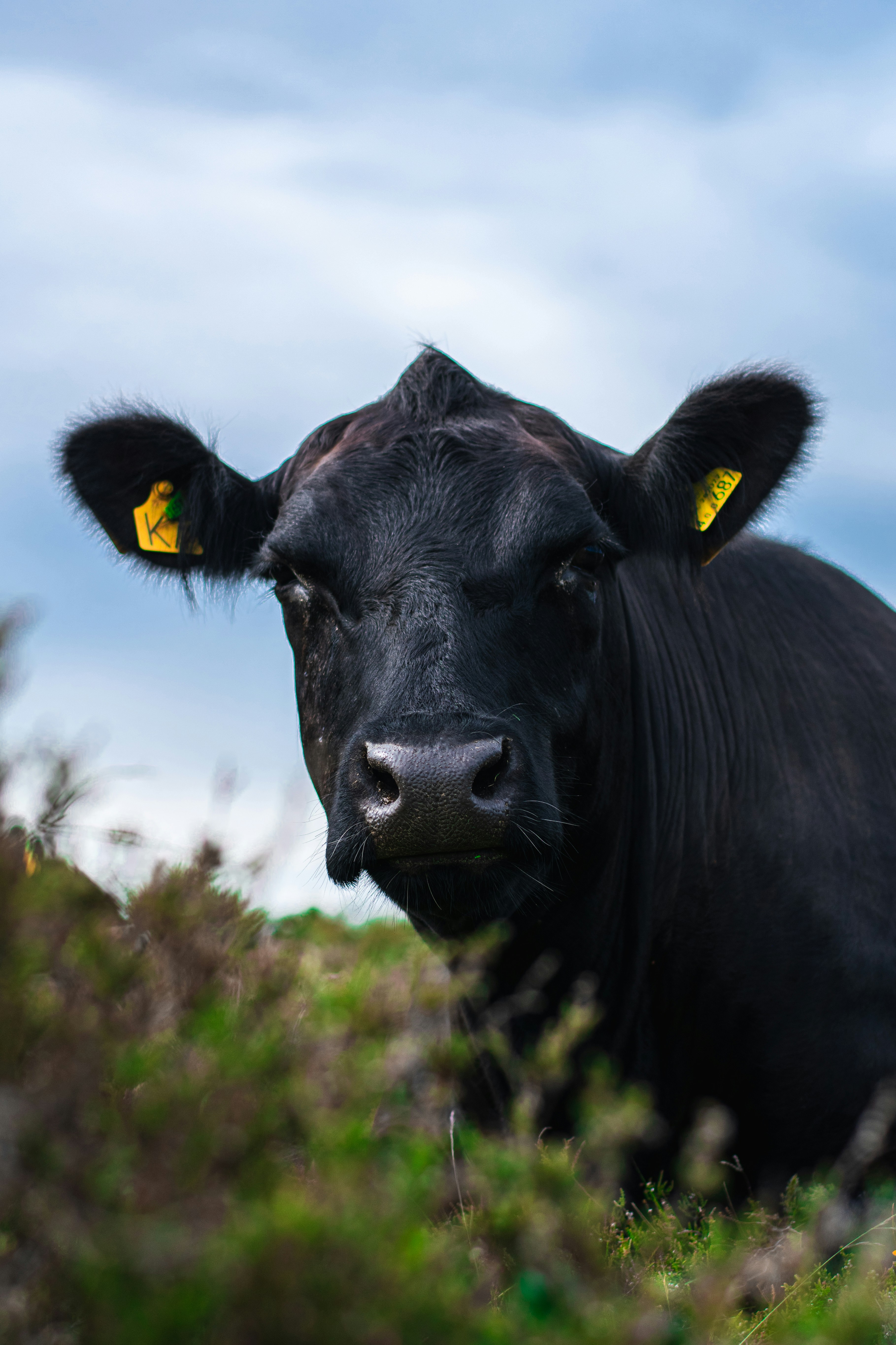 Black Angus at water trough at golden sunset